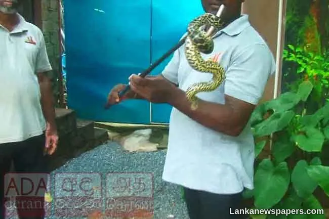 Missing yellow anaconda hatchling found at Dehiwala Zoo