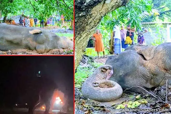 Probe launched to arrest person responsible for torturing and setting fire to wild elephant in Mihintale