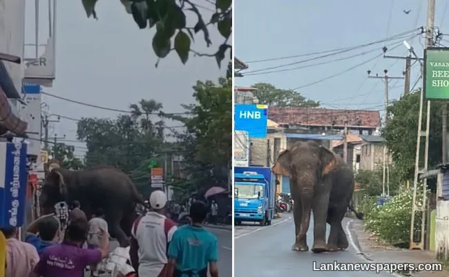 Woman killed, 3 injured after elephant rampage in Valaichchenai