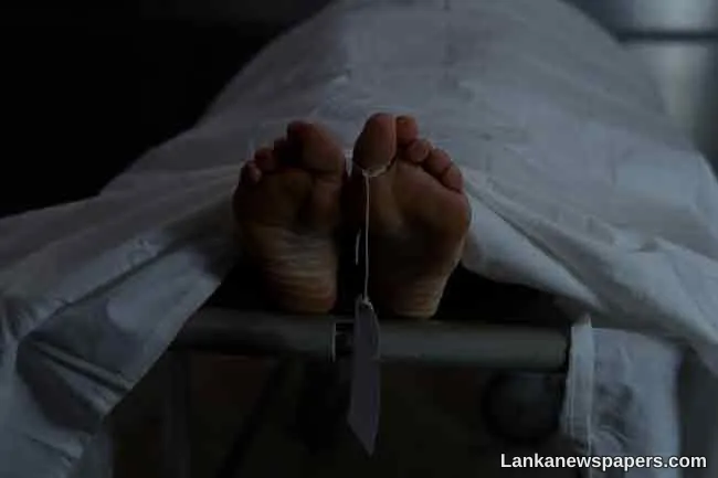 Man dies after wild elephant attack in Panama