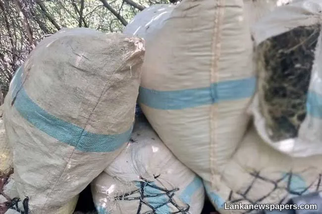 140kg of cannabis seized in Haldummulla