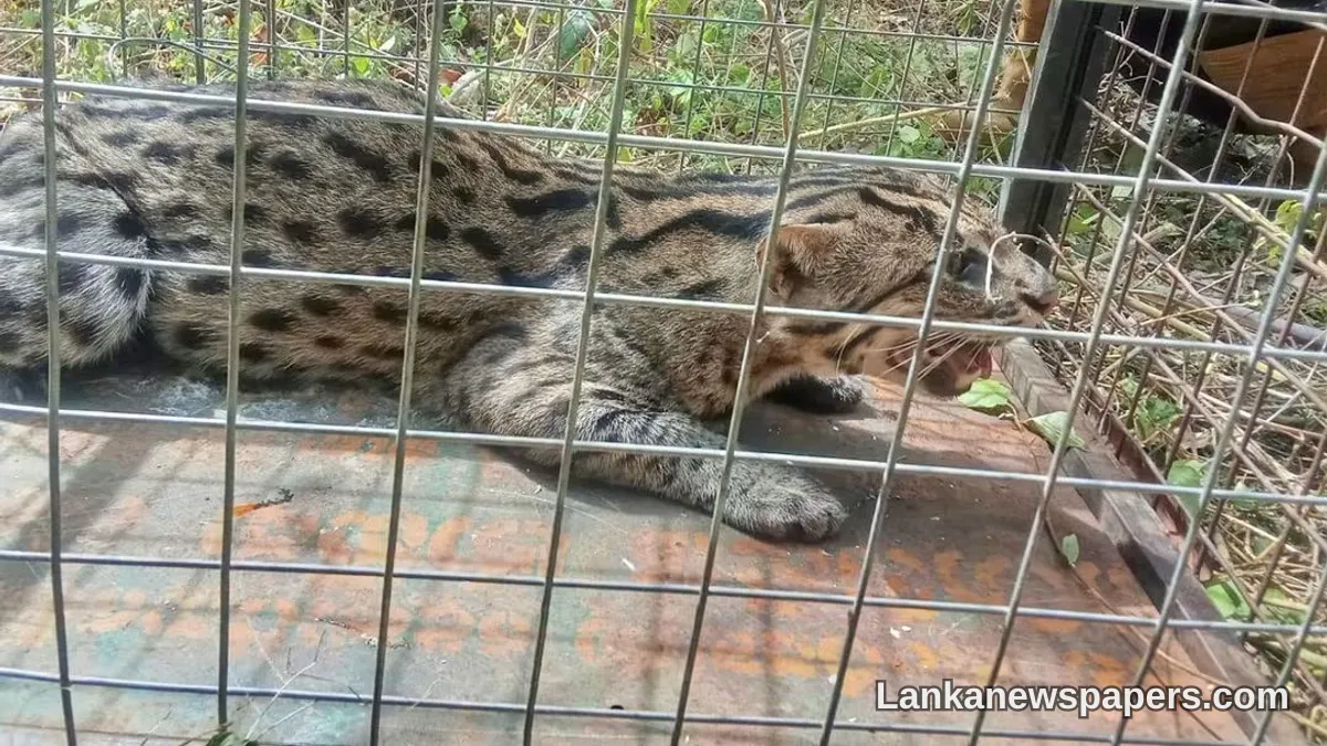 Wildlife Officers Save Rare Fishing Cat Caught in Illegal Snare in Polonnaruwa