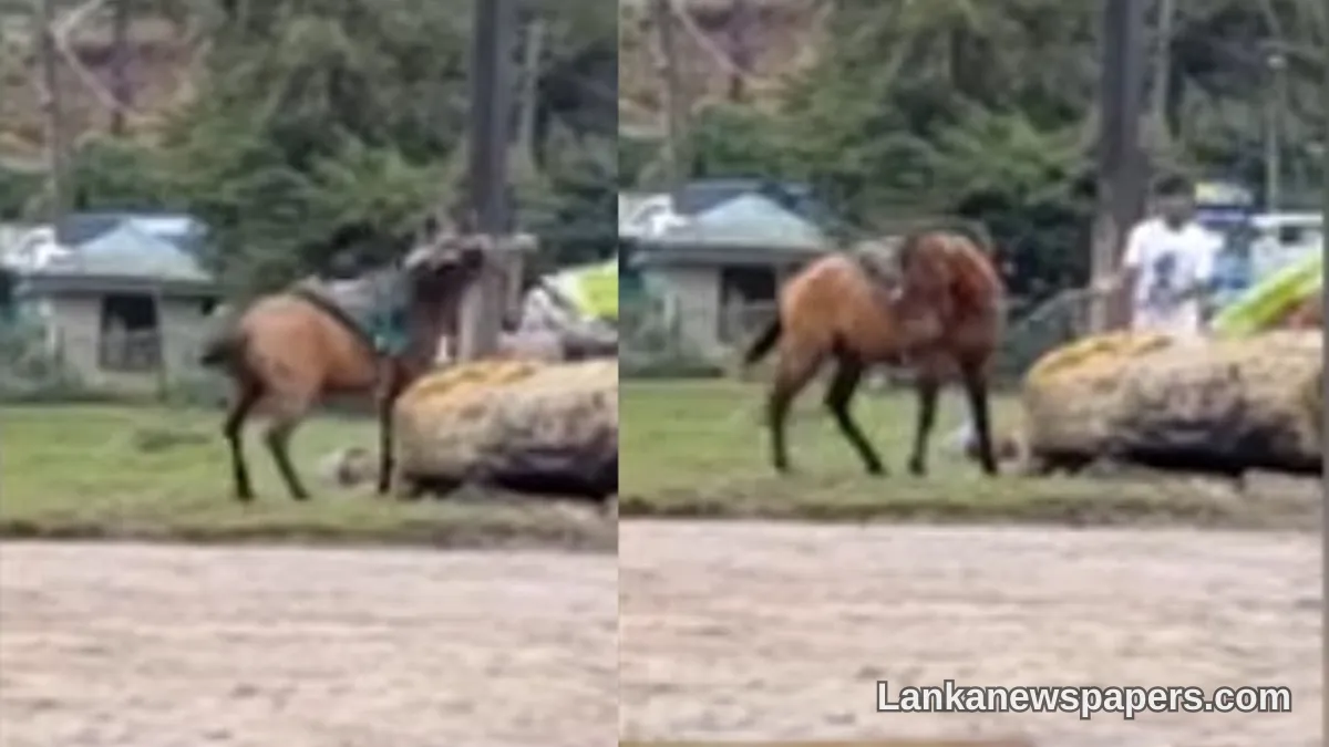 Nuwara Eliya Man Arrested After Disturbing Pony Attack Video Goes Viral