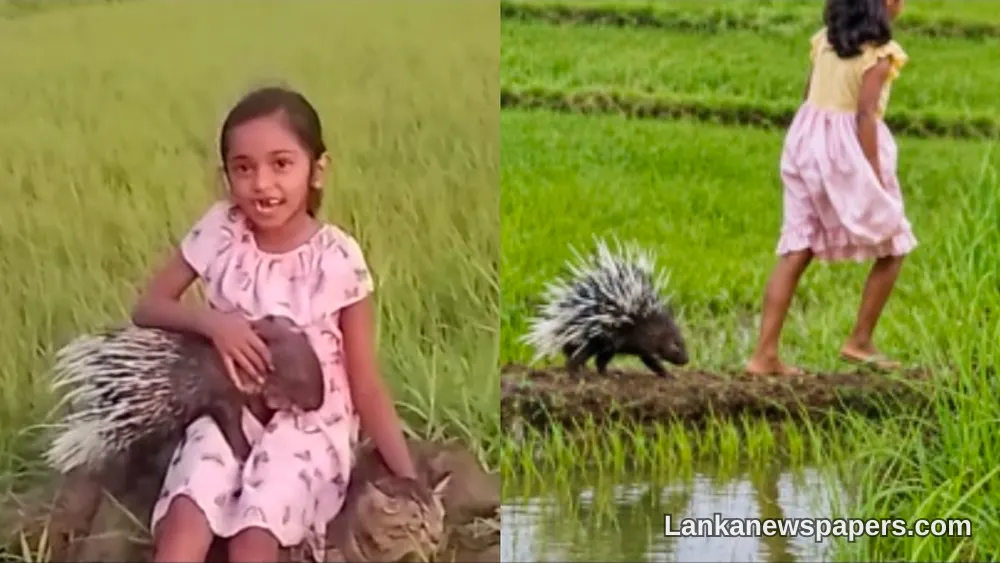අසාමාන්ය තිදෙනා: වනජීවී හේනකුළුවෙකු ශ්රී ලාංකික ගමේ දැරියකගේ සගයෙකු බවට පත්වූ සුවිශේෂ කතාව