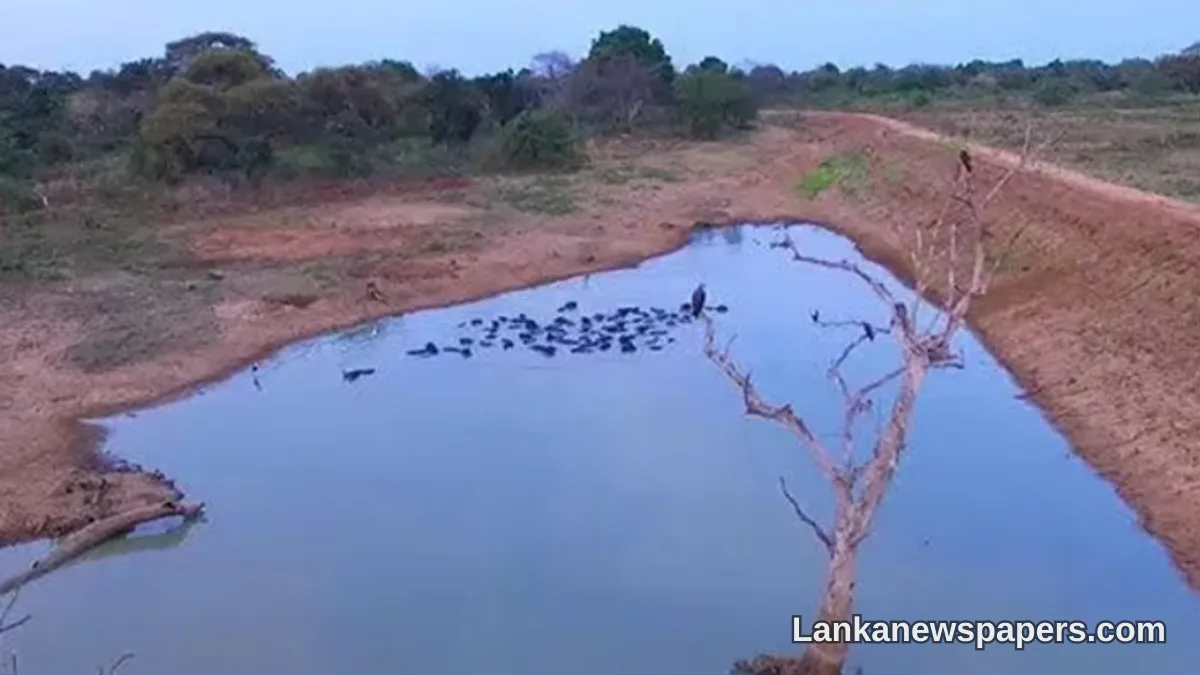 Sri Lanka's Major Reservoirs Fall to Just 36% Capacity Amid Dry Zone Concerns