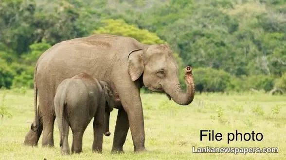 Two Wild Elephants, Including Young Calf, Die After Hitting Illegal Electric Fence Near Maligawila