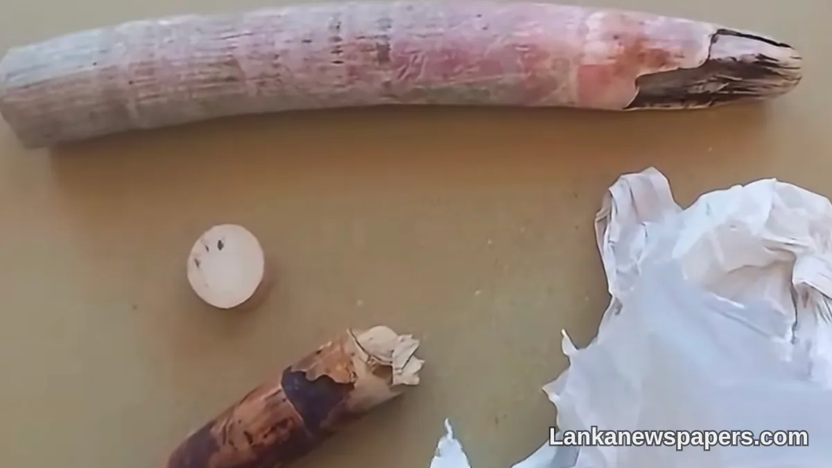 ජාතික උද්‍යානයක් අසළදී අලි දළ කොටස් රැගෙන යන සැකකරුවෙකු වනජීවී නිලධාරීන් අත්අඩංගුවට
