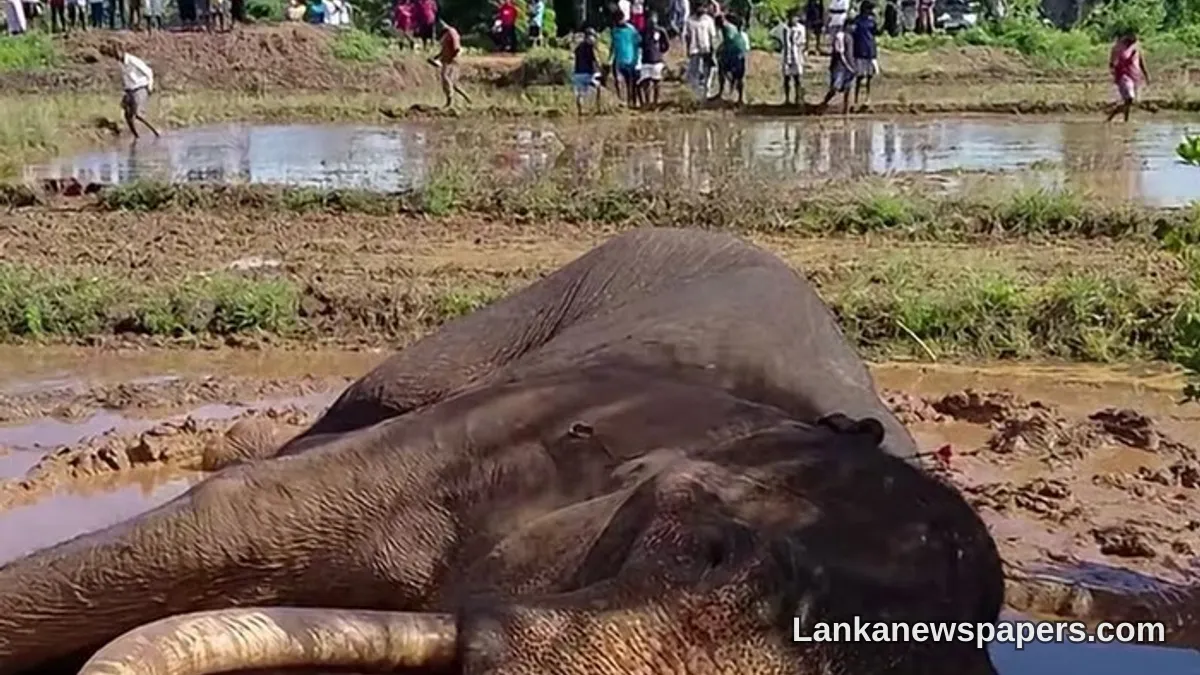 Ailing Tusker Kawanthissa Found Lying in Paddy Field, Prompting Urgent Calls for Wildlife Intervention