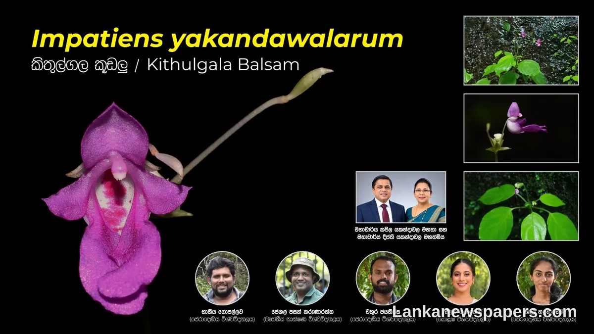 කිතුල්ගල වන පරිසර පද්ධතියේ දුර්ලභ නව ශාක විශේෂයක් සොයාගනී