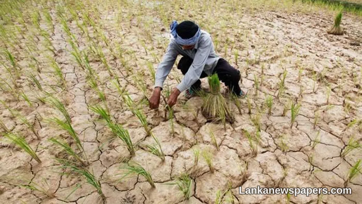 Thousands of Acres of Paddy Land Ravaged by Drought as Government Pledges Swift Compensation for Farmers