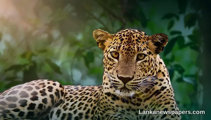 Opposition Leader Sajith Premadasa to Champion Wildlife Conservation at Sri Lankan Leopard Day 2026