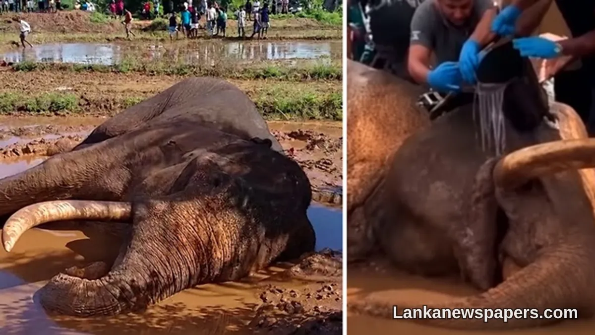 Thai Vet Experts Cleared to Save Ailing Tusker Kavanthissa