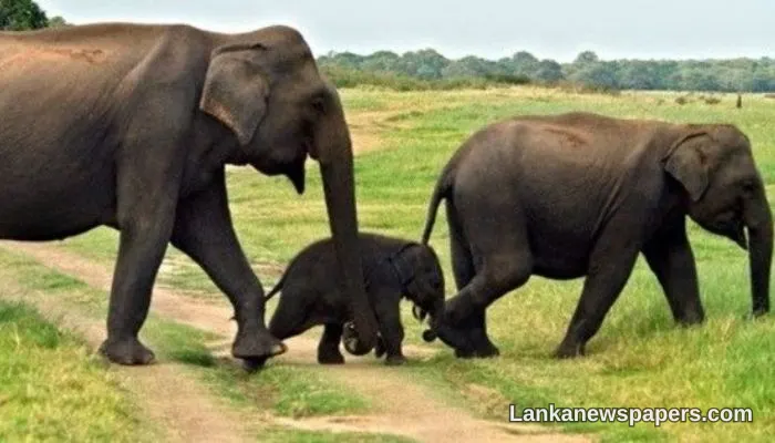 Sri Lanka's Wild Elephant Population Surges to 7,451 in Latest National Survey