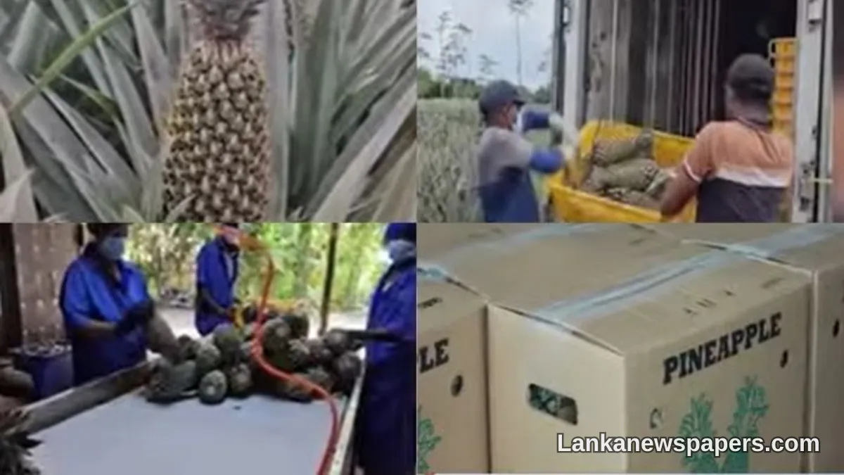ශ්‍රී ලංකාව ඉතිහාසය රචනා කරයි — පාකිස්තානයට මුල් වරට අන්නාසි අපනයනයක්