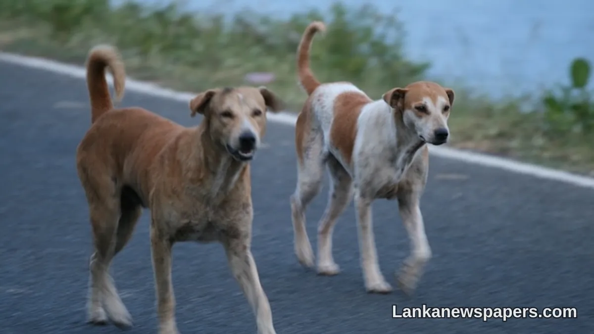 Sri Lanka Moves to Tackle Rabies Crisis With Sweeping New Dog Control Legislation
