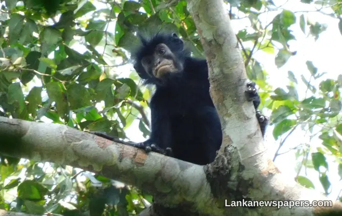Scientists Discover New Monkey Species Sporting Striking Orange Lips in Central Africa