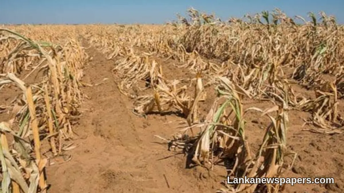 Drought-Hit Polonnaruwa Farmers Begin Receiving Crop Damage Compensation