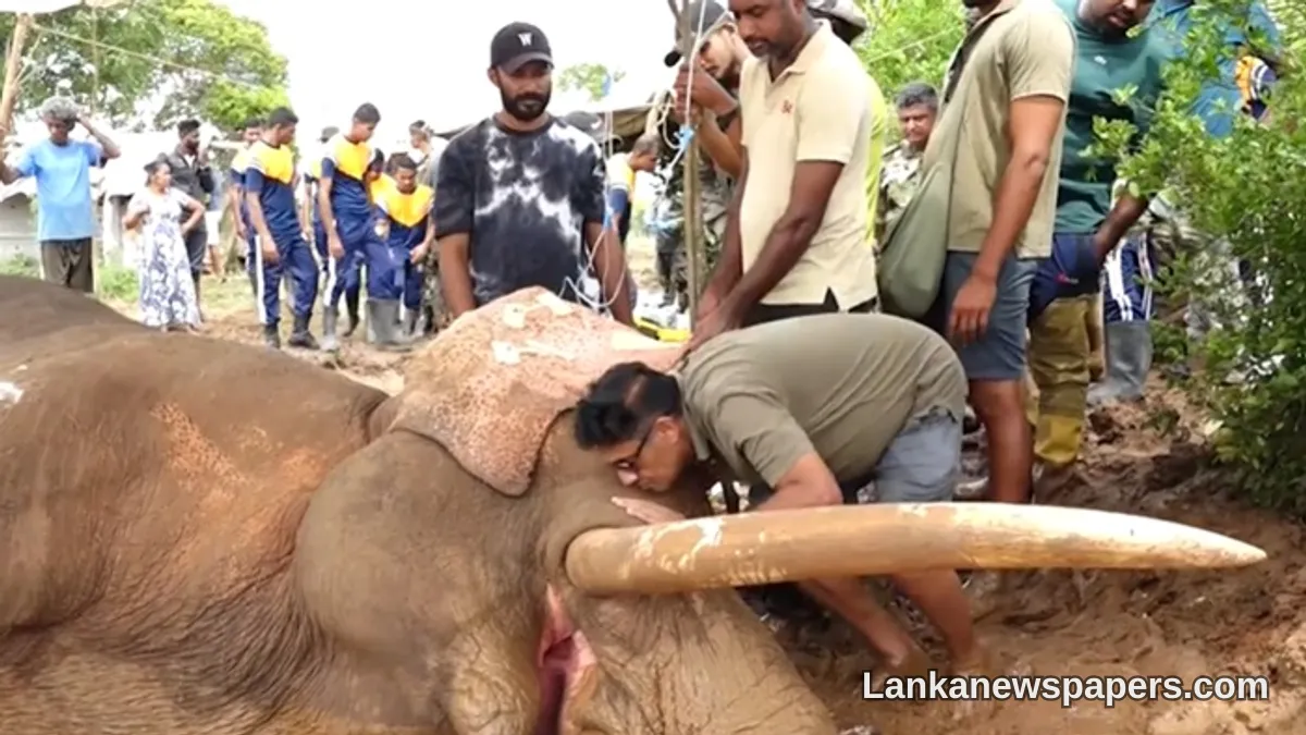 Beloved Tusker Kavantissa Dies Despite Desperate Rescue Efforts, Says Sajith Premadasa