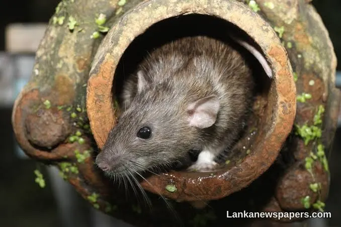 Sri Lanka Health Inspectors Sound Alarm Over Surge in Rat Fever Risk
