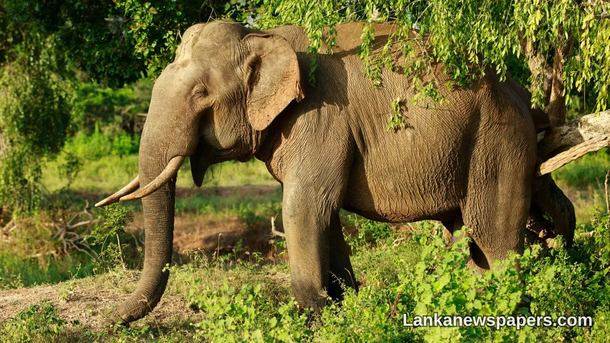 Two Dead After Wild Elephant Attack in Kebithigollewa Area