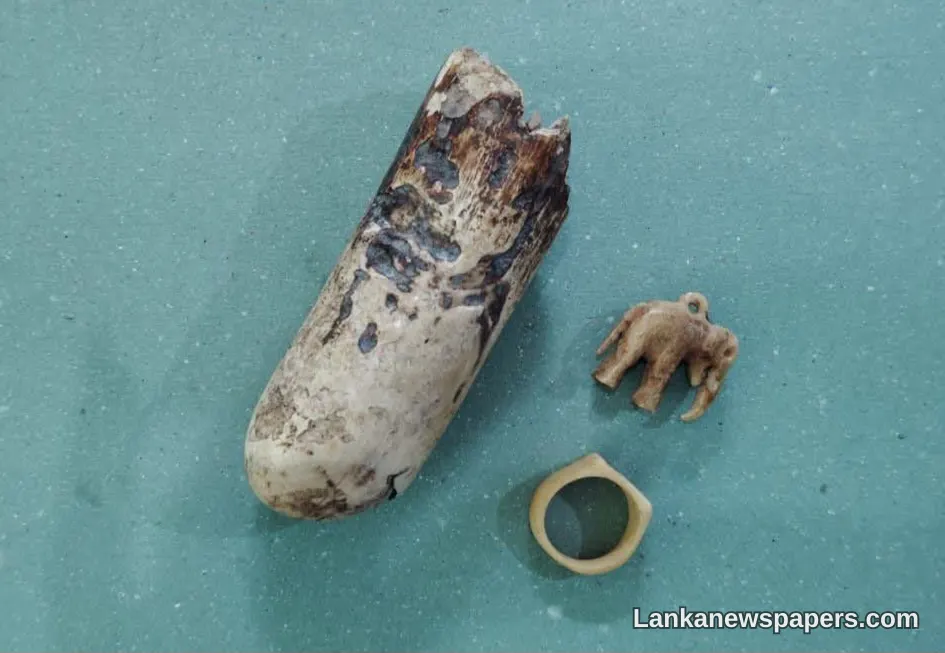 Nittambuwa Man Arrested as Wildlife Officers Uncover Hidden Ivory Tusk and Ornaments