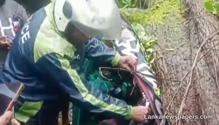 Three Dead, Including Schoolchild, After Eucalyptus Tree Crushes Three-Wheeler