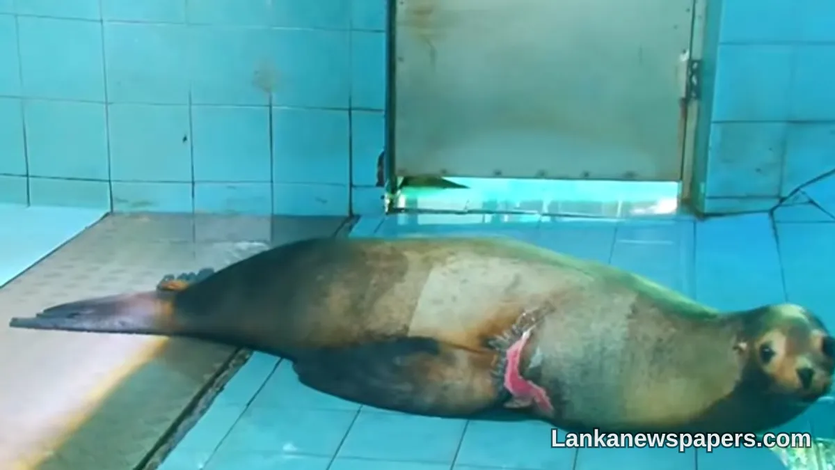 Dehiwala Zoo's Sea Lion on the Mend Following Cancer Surgery