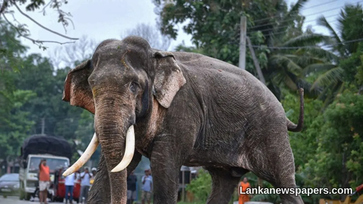 Injured Tusker Kawanthissa Receives Emergency Veterinary Care in Galgamuwa