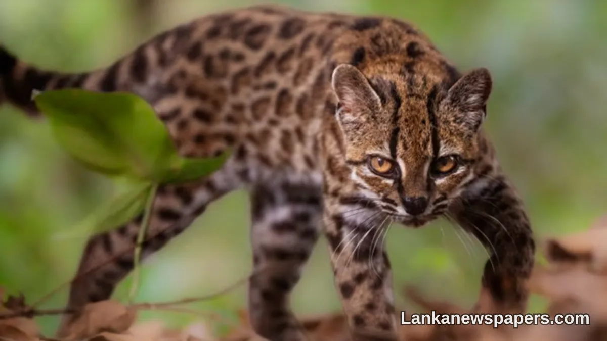 Scientists Discover New Wild Cat Species in First Such Find in Over a Century