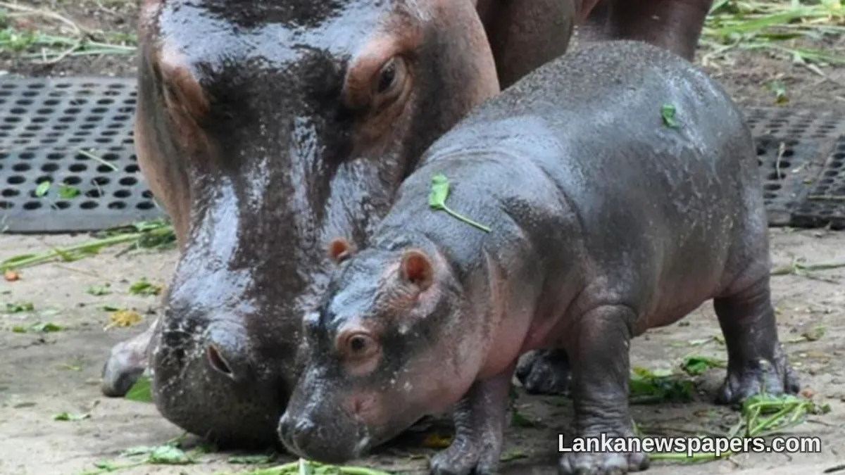 Dehiwala Zoo's Newest Resident Gets a Name: Meet Momo the Hippo Calf