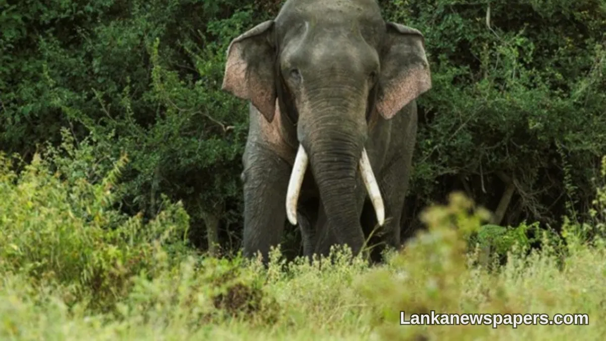 Vets Race Against Time to Save Beloved Tusker Kawanthissa in Siyambalangamuwa