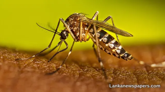 Dengue Crisis Deepens: Sri Lanka Records Over 58,000 Cases and 39 Deaths in 2026
