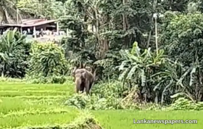 Two Killed in Tragic Elephant Attack During Poson Procession Preparations in Rakwana