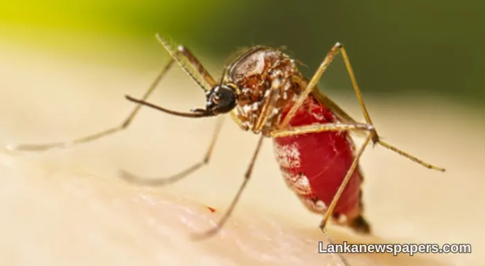 Sri Lanka on High Alert as Health Ministry Raises Dengue Epidemic Warning