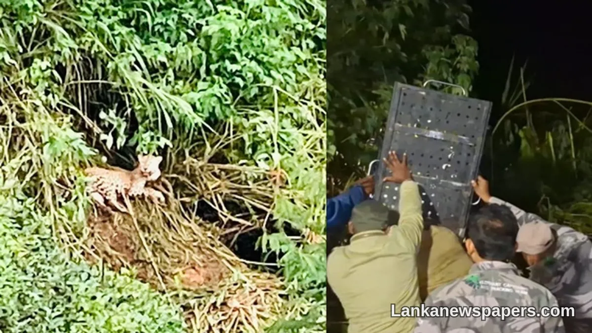 කොටගල වතුයායේ වයර් උගුලක හසුවූ දිවියෙකු බේරාගැනීමට සමත් වෙයි