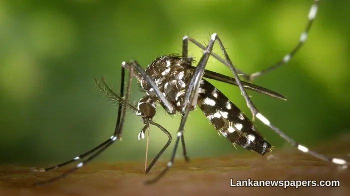 Sri Lanka Records Over 1,000 Dengue Cases in a Single Day, Raising Alarm