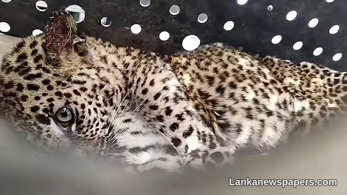 Leopard Cub Safely Rescued After Straying Into Bulathkohupitiya Home