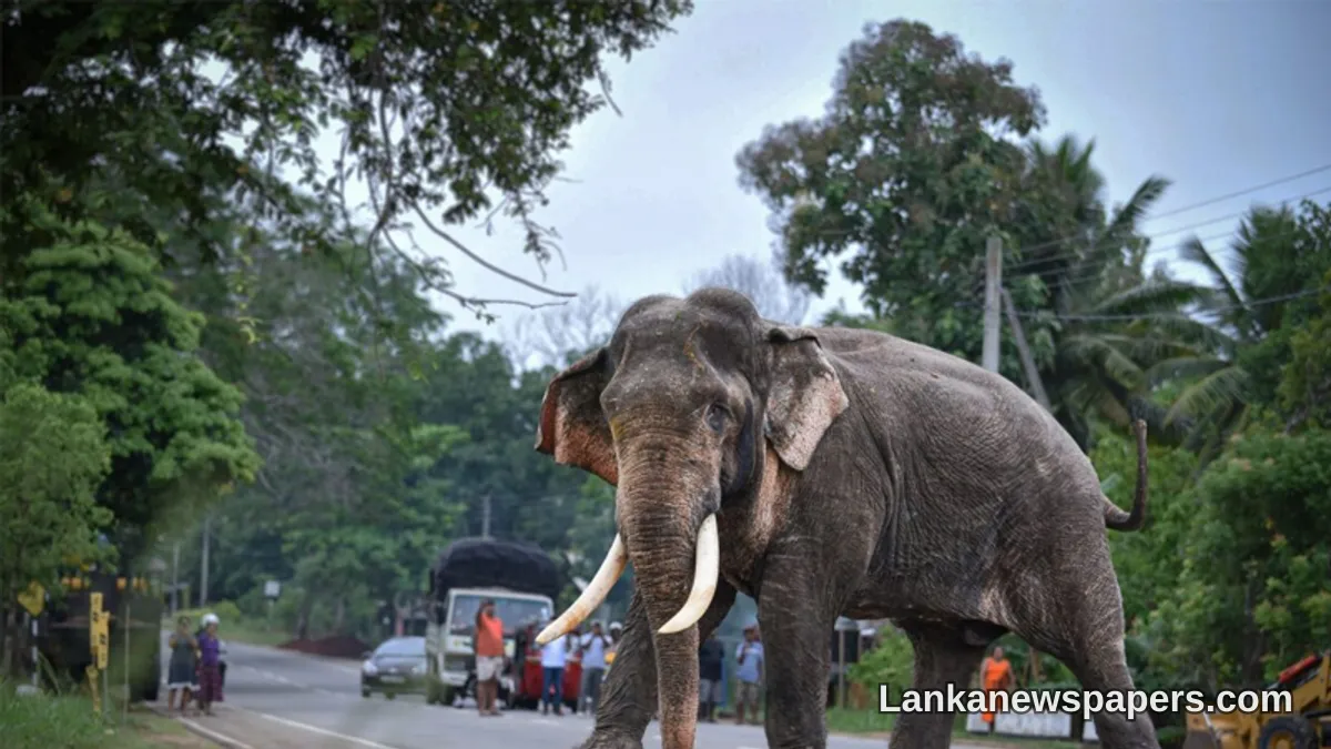 Sri Lanka's Sacred Tuskers in Crisis: How Neglect Is Claiming the Lives of the Island's Most Revered Elephants
