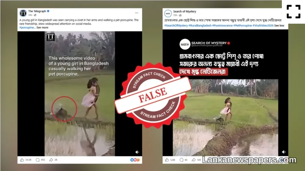 Adorable Viral Video of Girl and Baby Porcupine Confirmed to Be From Sri Lanka, Not Bangladesh