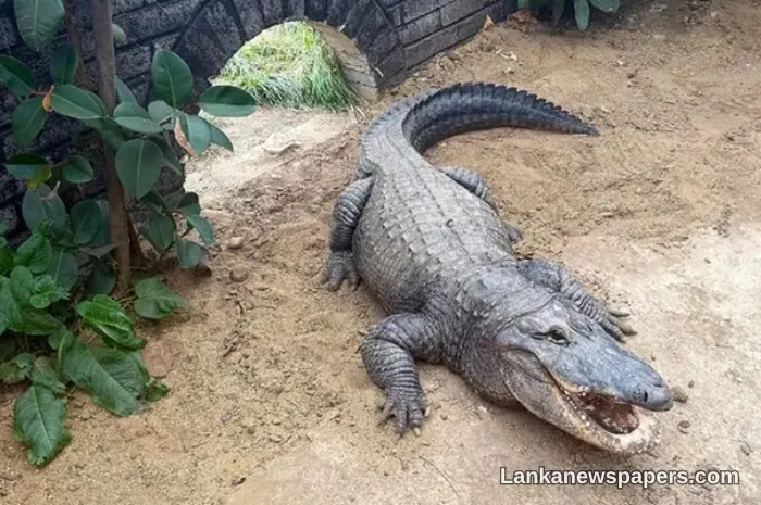 Three-Year-Old Boy Thrown into Crocodile Enclosure at UK Zoo in Shocking Attempted Murder Case