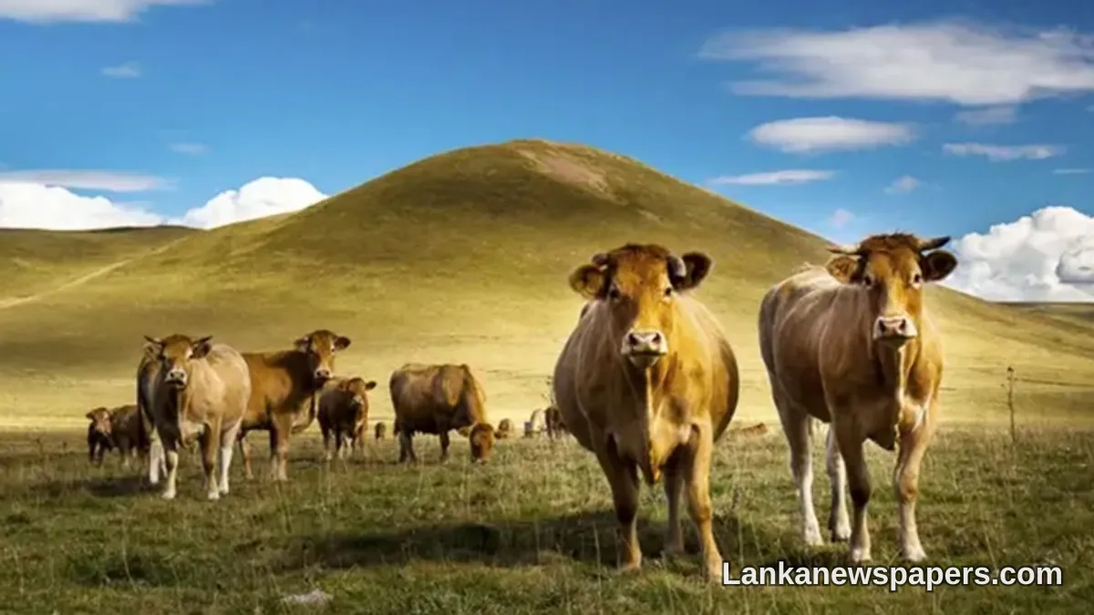 France Records World's First Human Death Linked to Shamonda Livestock Virus