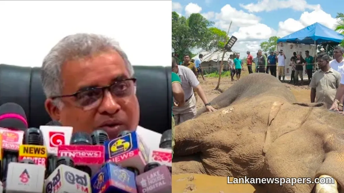 Wildlife Chief Defends Department's Care of Beloved Tusker Kavantissa Following His Death