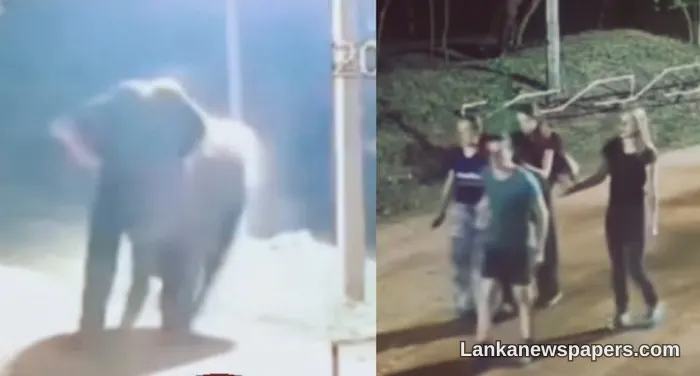 Wild Elephant Charges at Foreign Tourists Near Sigiriya Rock Fortress in Close Call