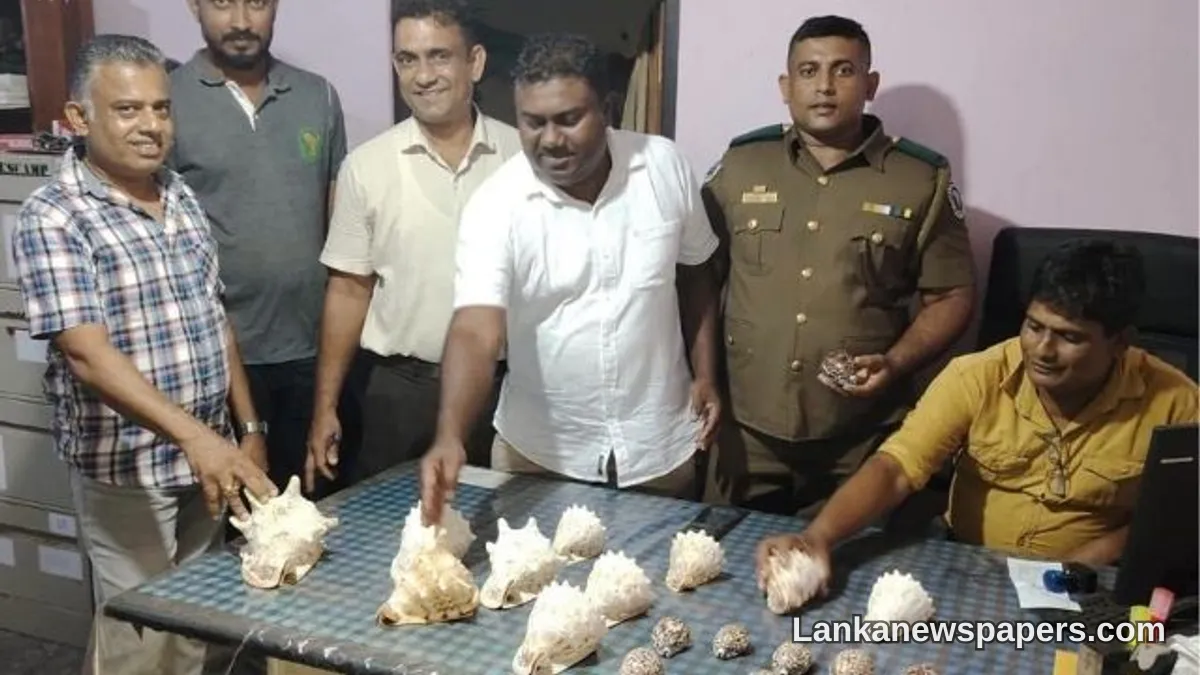 කල්පිටිය නගරයේදී දුර්ලභ මුහුදු කවචා 20ක් අලෙවි කිරීමට තැත් කළ පුද්ගලයෙකු අත්අඩංගුවට