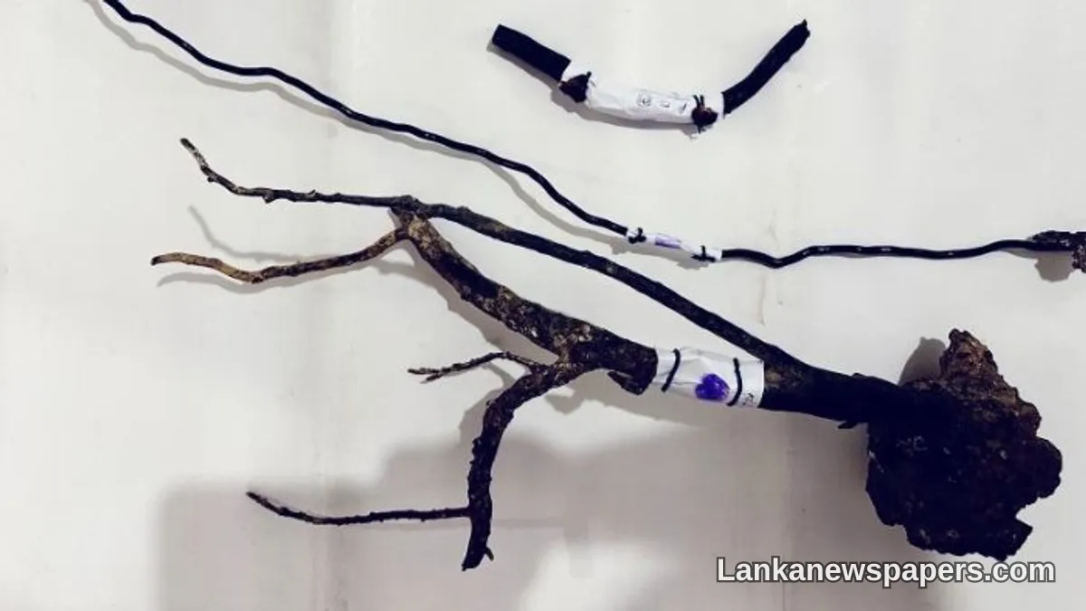 Two Men Nabbed With Protected Black Coral in Mount Lavinia and Ratmalana