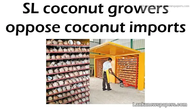 SL coconut growers oppose coconut imports