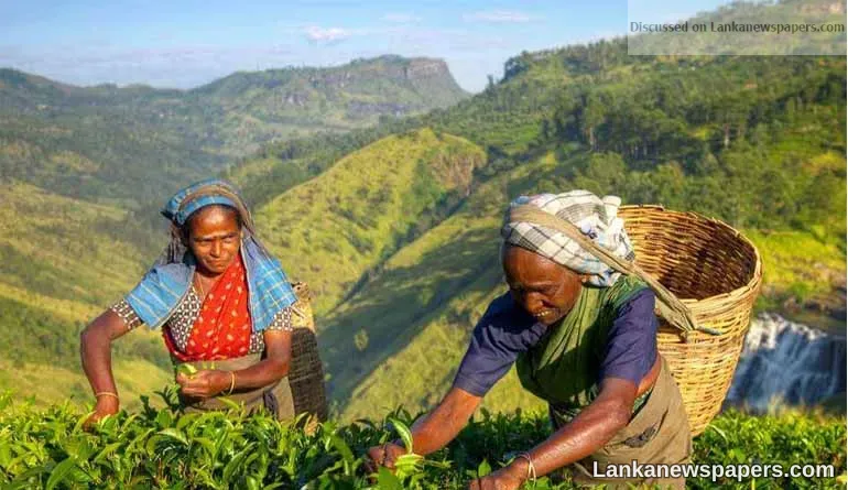Sri Lankan tea farmers want glyphosate herbicide ban overturned