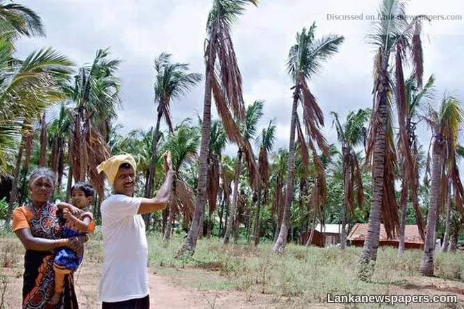 No joy from rains for coconut growers, suffering farmers in five districts