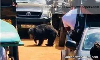 Minister vows action after Yala bear saga