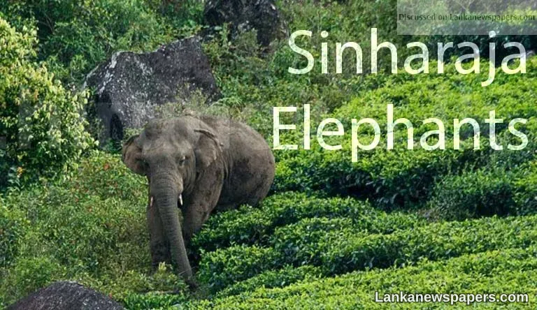 Subject minister bullish on relocation of Sinharaja elephants